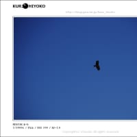 空の生き物たち