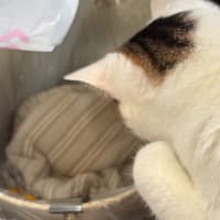 お気に入りを捨てられてご立腹かな？🙀