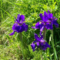 「向島百花園」に行く
