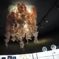 鶴岡の加茂水族館に行きました