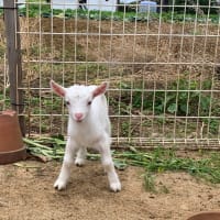 双子ちゃんの名前は…♫