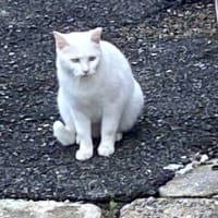 夕ウォーキングの風景。令和7年6月23日。デカ黒は、よく食べる。