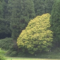 恩原高原スキー場のニッコウキスゲ