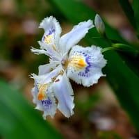 「射干（シャガ）」が咲いていました！