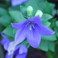 朝の散歩　キキョウの花　　　26