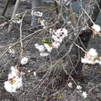 神社の境内に10月桜が咲いていました。