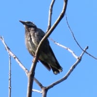 家原大池公園から神野公園