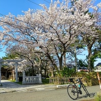 2024桜サイクリング・・・