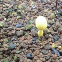 こんなところにキノコが