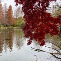 井の頭公園の紅葉【平日遠足】