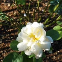 🌸木陰のお花達😊🌸