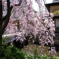 京都写真（しだれ桜）