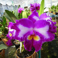 Rlc. Good Expectation　' No.2490 '　（株No.2490-No.2）