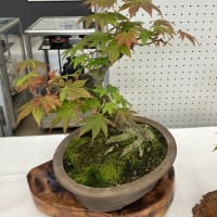室蘭盆栽会