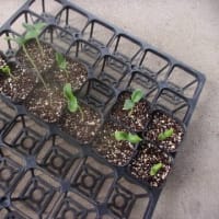 いよいよ37度突破