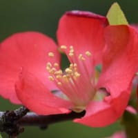 鉢植えのボケ（３） 「黒潮」