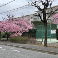 　　　　　春が来た～　　春が来た～　 　　　 桜の写真、クリックしてね