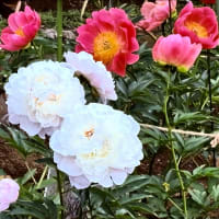 花の季節🌸 #西新井大師　#東京都足立区