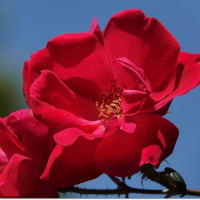 港の見える丘公園（薔薇園）