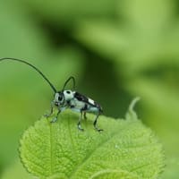 ラミーカミキリ ～きょうは虫の日～