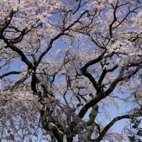 宝珠寺のヒメシダレザクラの桜開花