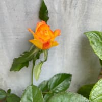 寒くなって来ました