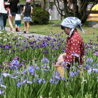再掲；みちのくの夏2016　～ 長井のあやめ公園 ～
