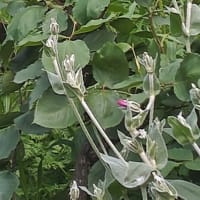 みつかるといいな散歩①薔薇とビロード草につつまれた乾杯の文字