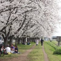 桜が満開