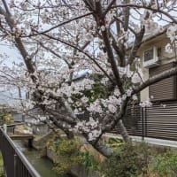 満開