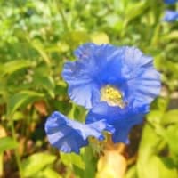 水やりを終えて朝風呂