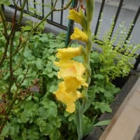 雨の庭で咲く花