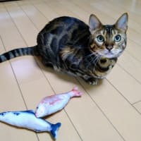 えま、6歳🎶