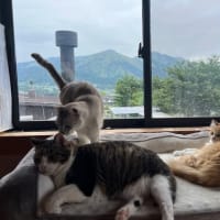 今日の仕事とかのご質問にお答えしてと猫とかミェフの話１１