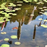 泳ぐ鯉のぼり～星ヶ丘公園「ヒメノボタンの里」