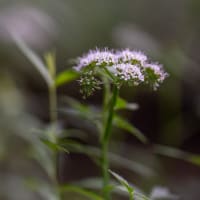 芹の花