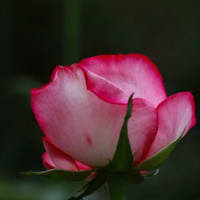 薔薇①