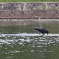 カイツブリの巣を襲うカラス