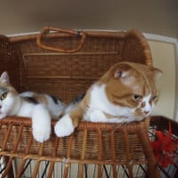 かご猫　Basket Cats