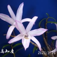 　石斛　せっこく　セッコク　菊　令和７年5月２５日
