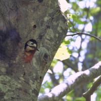 アカゲラの親子の営み