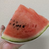 アゲハさんが大変🌀