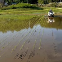 田植え