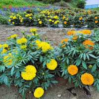 「地域ぐるみでむらじゅう花ざかり事業」の大日向区の花畑の風景＆穂高広域施設組合理事者会・議会臨時会