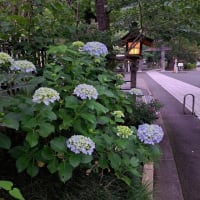 アジサイの花、高麗神社で