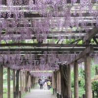 楽書き雑記「名古屋城のフジの回廊へ」