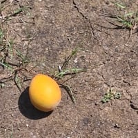 梅雨の真っ最中。境内の季節の花々