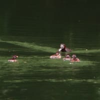 カイツブリの子育て