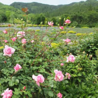 ６月初めの蒜山ハービル