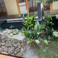 魚市　鳥市　びんさん